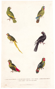 1. Golden-winged Parroquet  2. Little Red-headed Parroquet  3. Ring Parroquet  4. Sapphire-crowned Parroquet  5. Black Parrot  6. Blue-faced Green Parrot 